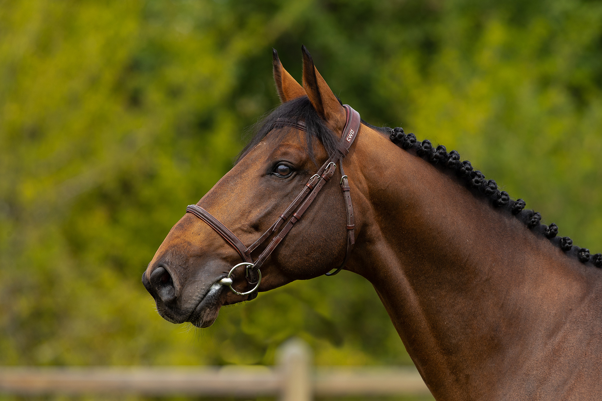 Dexter de Kerglenn - Etalon - Cheval de sport