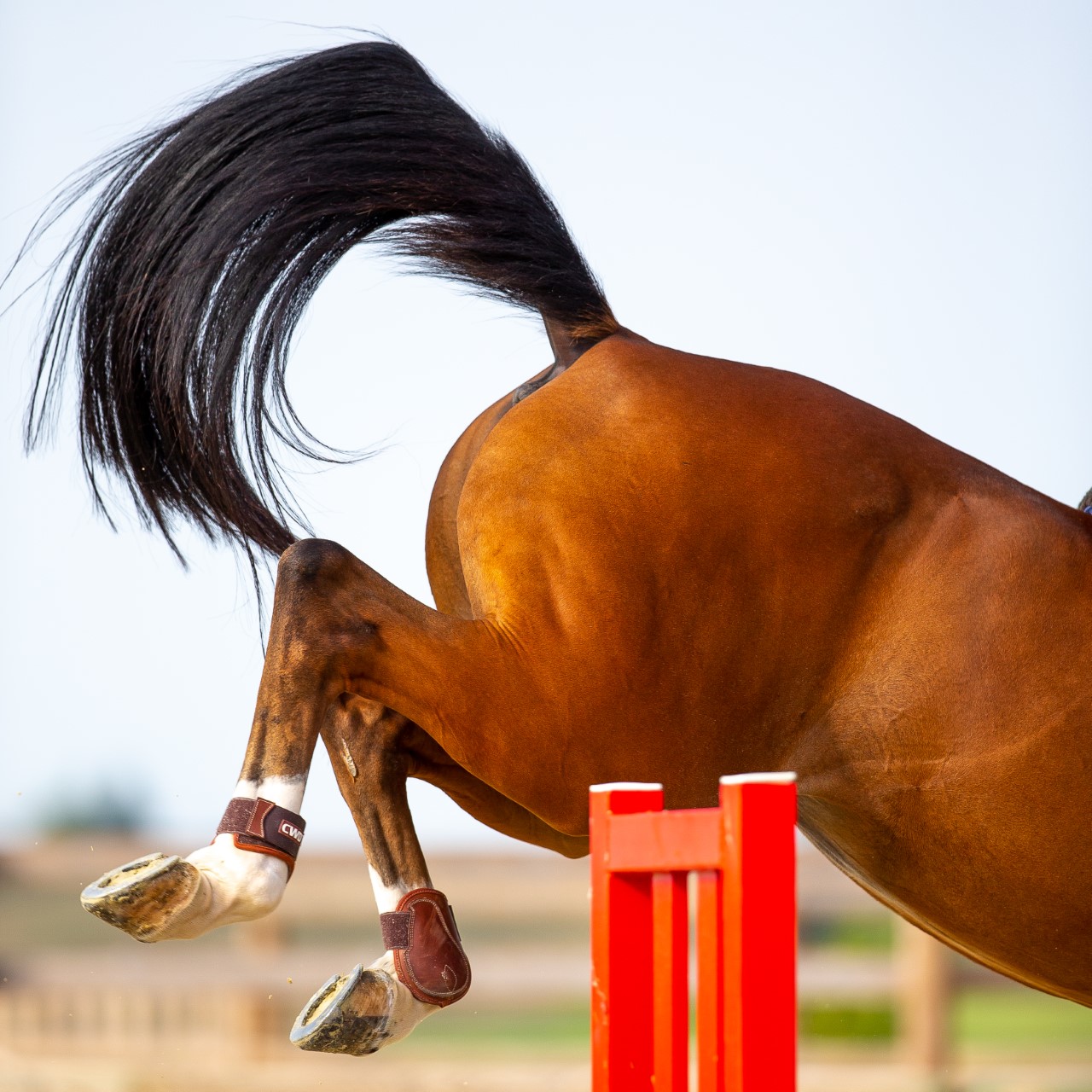 Cheval en saut