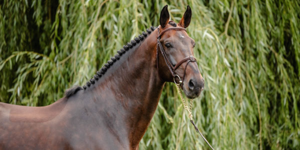 VANNAN & UNFORGETTABLE DAMVIL EN FRAIS ET RÉFRIGÉRÉ AU HARAS DU GERY